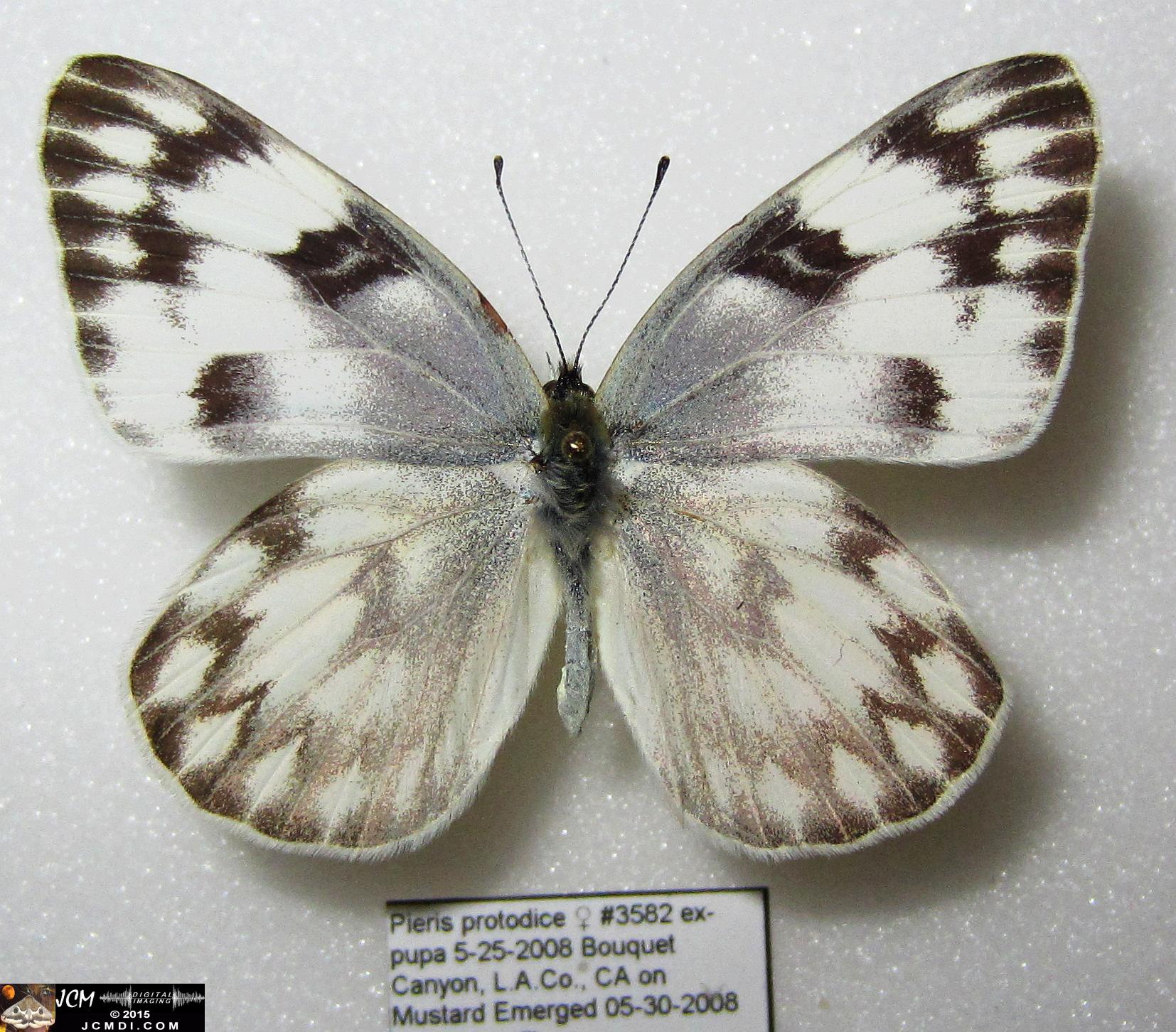 Checkered White Butterfly (Pieris protodice) female